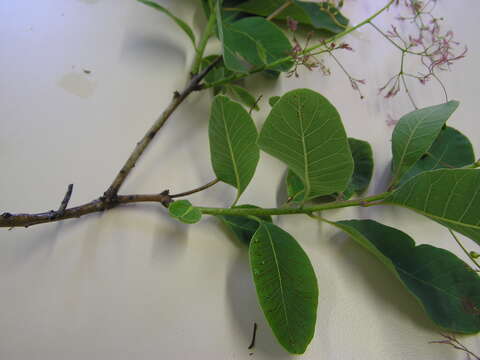 Image of European smoketree