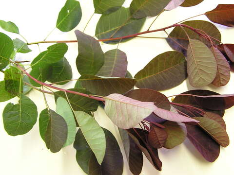 Image of European smoketree