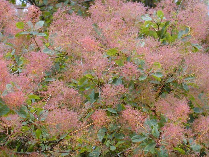 Image of European smoketree