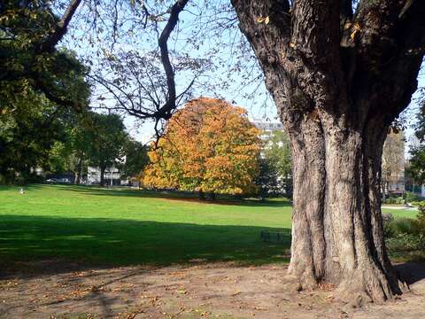 Sivun Aesculus sylvatica W. Bartram kuva