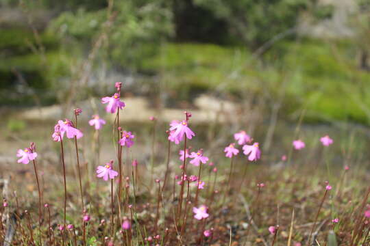 Image de Utricularia multifida R. Br.