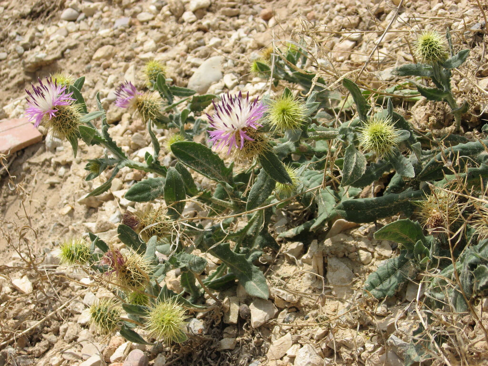 Image of Centaurea seridis L.