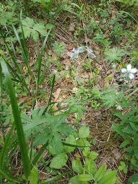 Plancia ëd Geranium albiflorum Ledeb.