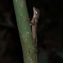 Image of Elliot's Forest Lizard