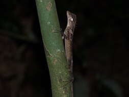 Image of Elliot's Forest Lizard