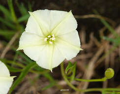 Image de Convolvulus crenatifolius Ruiz & Pav.