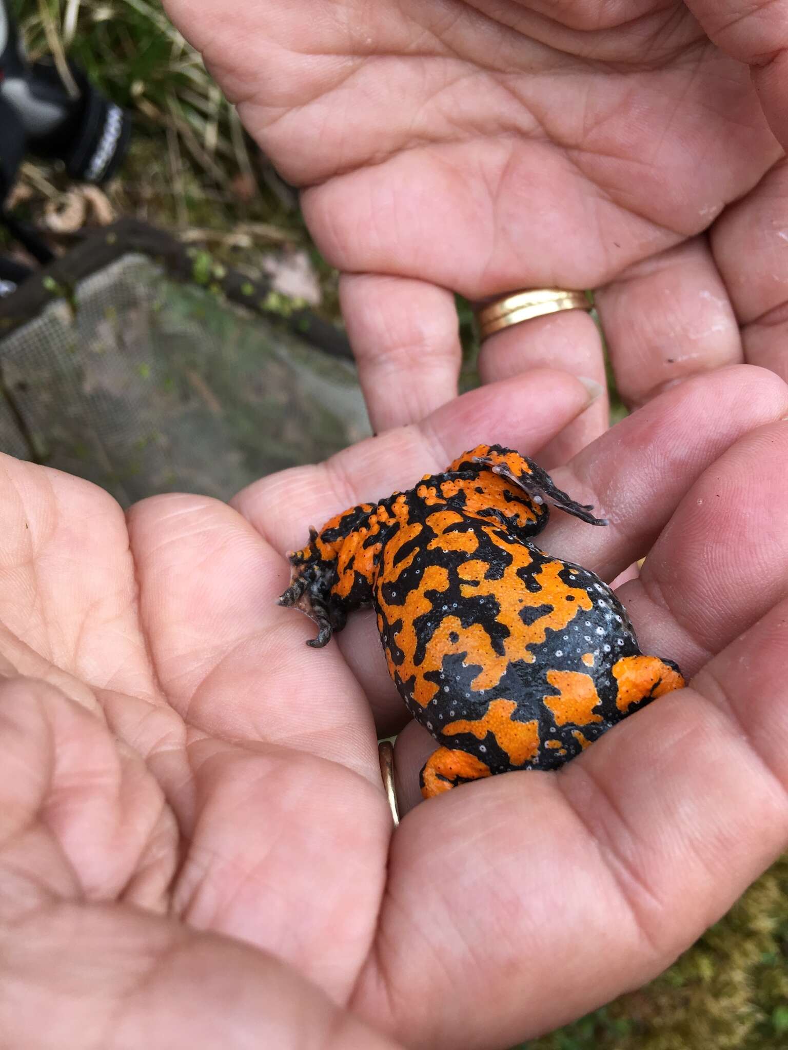 Image of Fire-bellied Toad