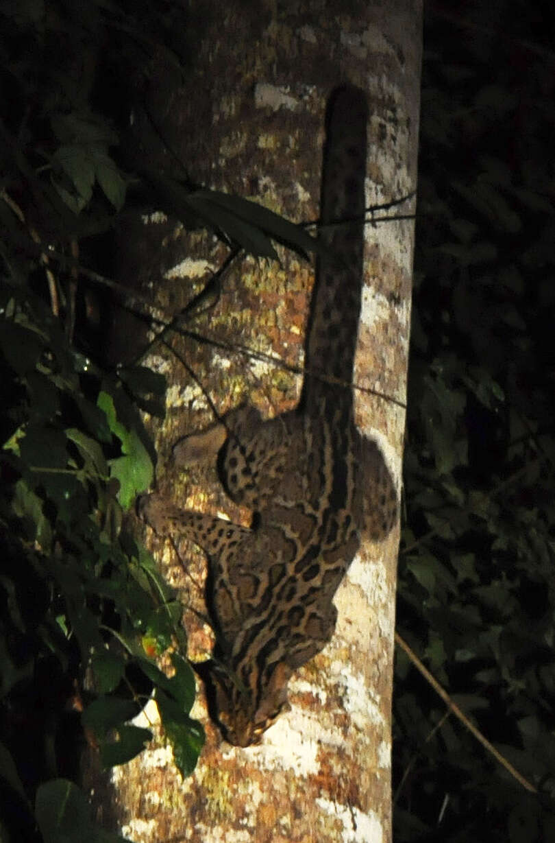 Image of Marbled Cat