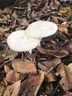 Leucocoprinus cretaceus (Bull.) Locq. 1945 resmi