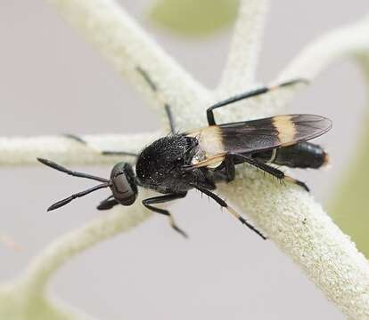 Image of Agapophytus albobasalis Mann 1929