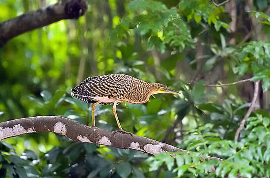 Image of Fasciated Tiger Heron