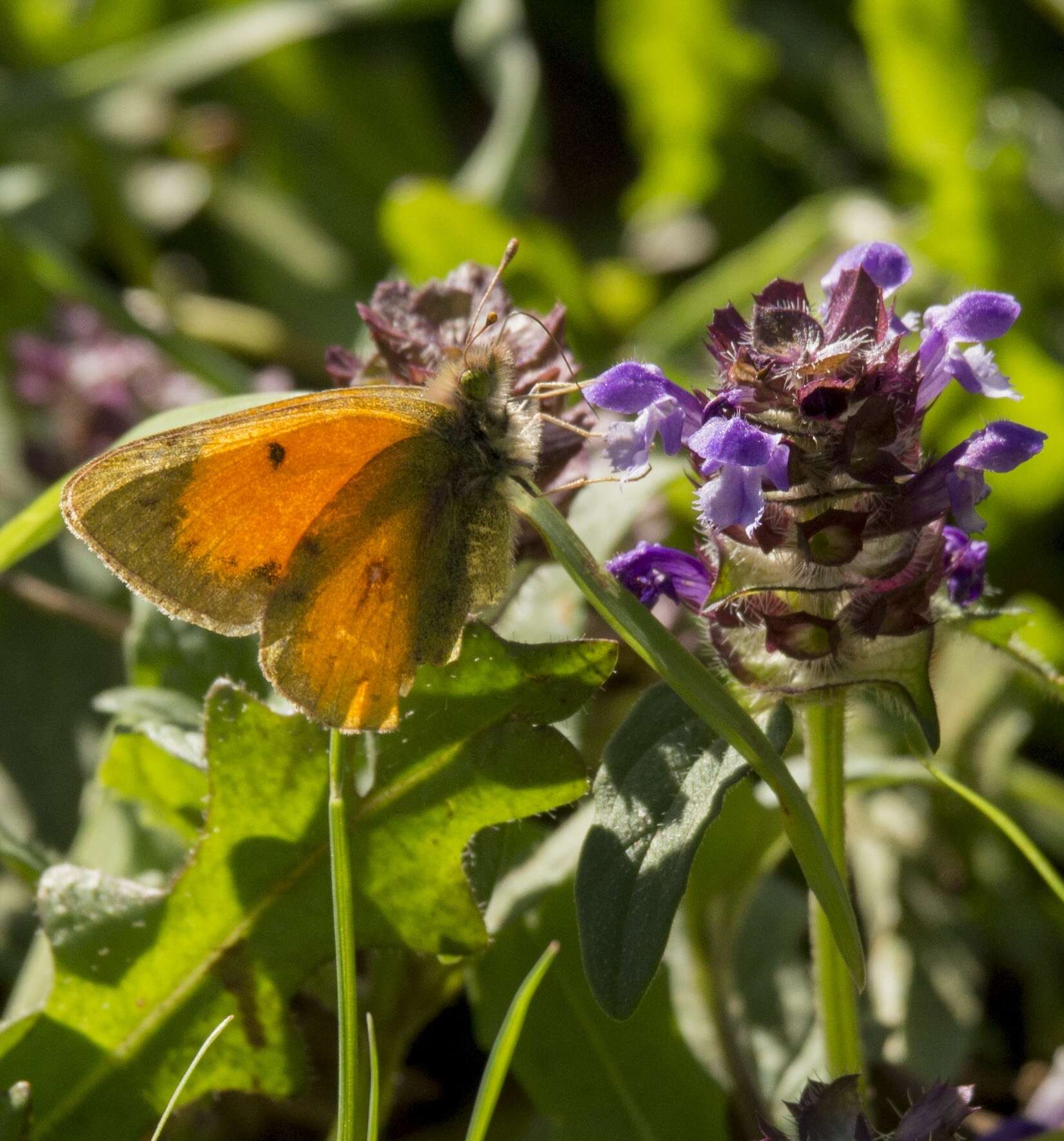 Imagem de Colias vauthierii vauthierii