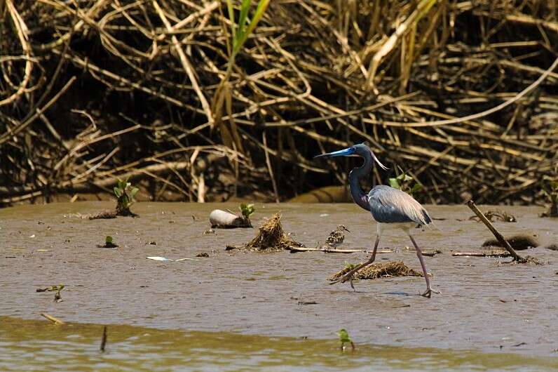 Image de Aigrette tricolore