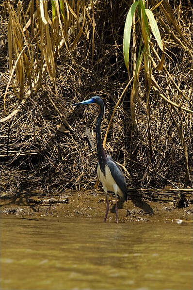 Image de Aigrette tricolore