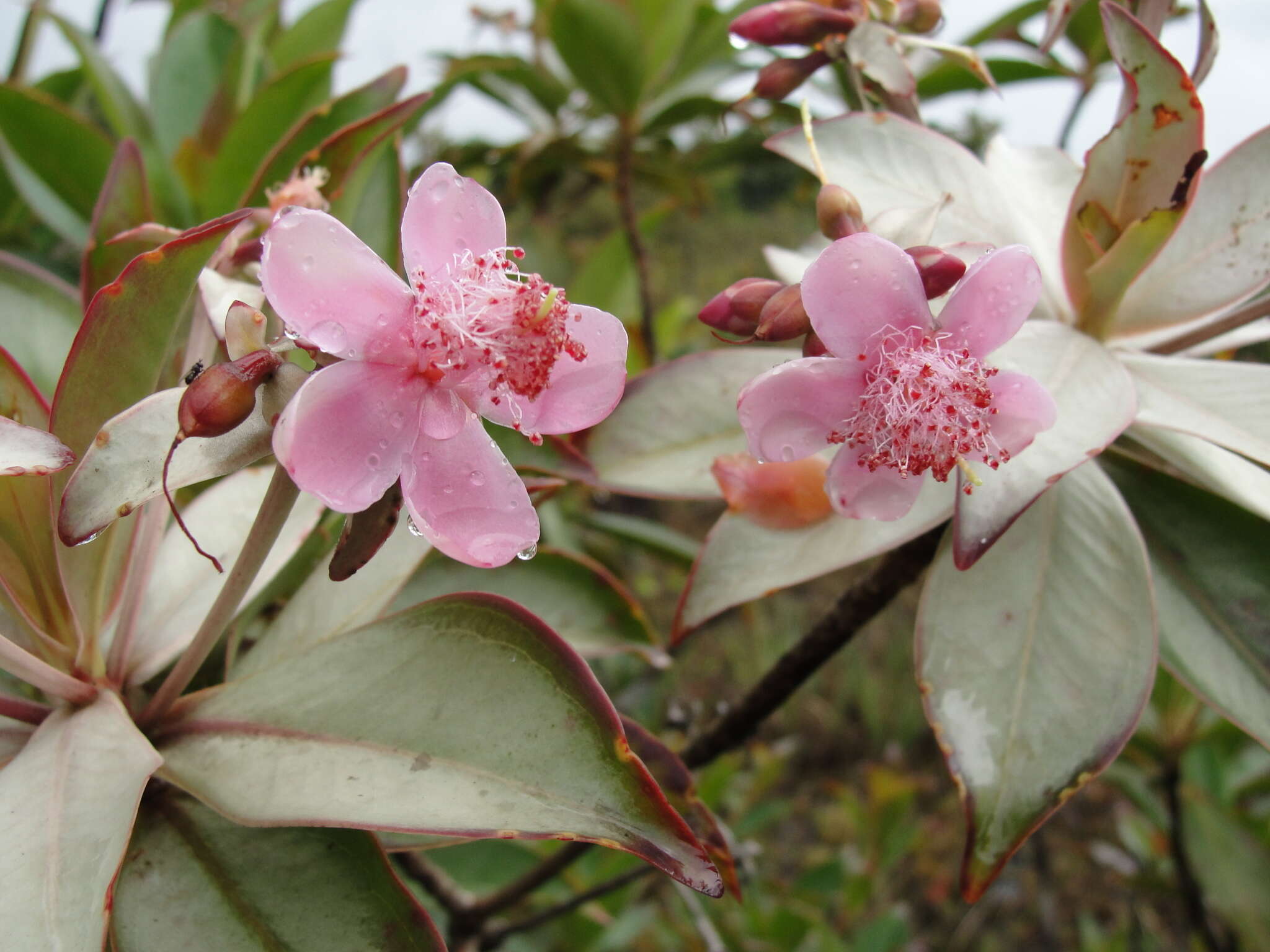 Image of Archytaea triflora Mart.