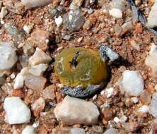 Image of Conophytum maughanii subsp. armeniacum S. A. Hammer