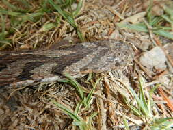 Plancia ëd Dasypeltis scabra (Linnaeus 1758)