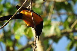 Image of Black-vented Oriole