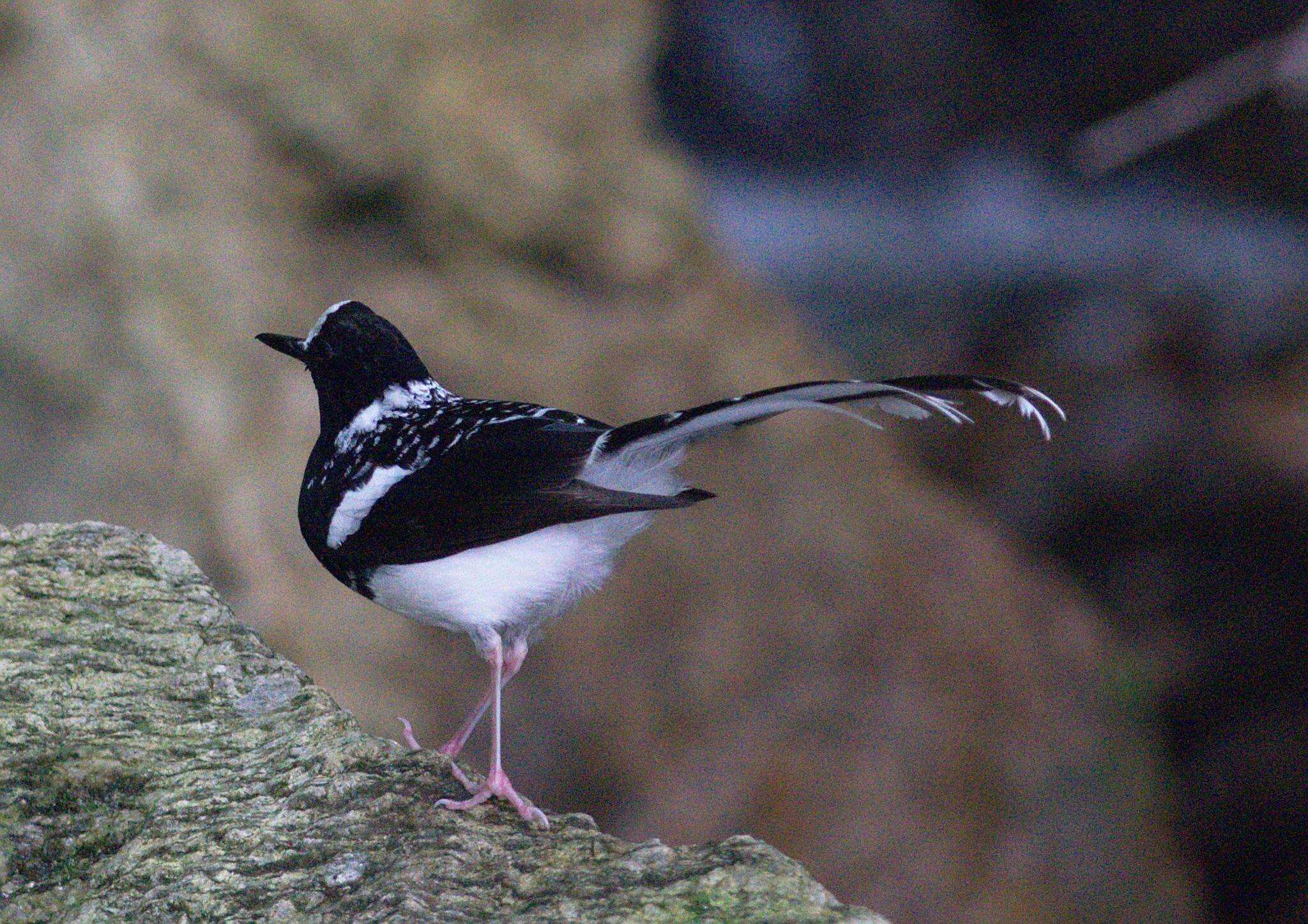 Image of Spotted Forktail