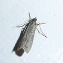 Image of Eudonia leptalea Meyrick