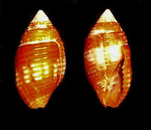 Image of Pseudonebularia chrysalis (Reeve 1844)
