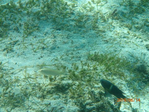 Image of Threespot wrasse