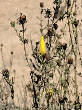 Sivun Balbisia peduncularis (Lindl.) D. Don kuva