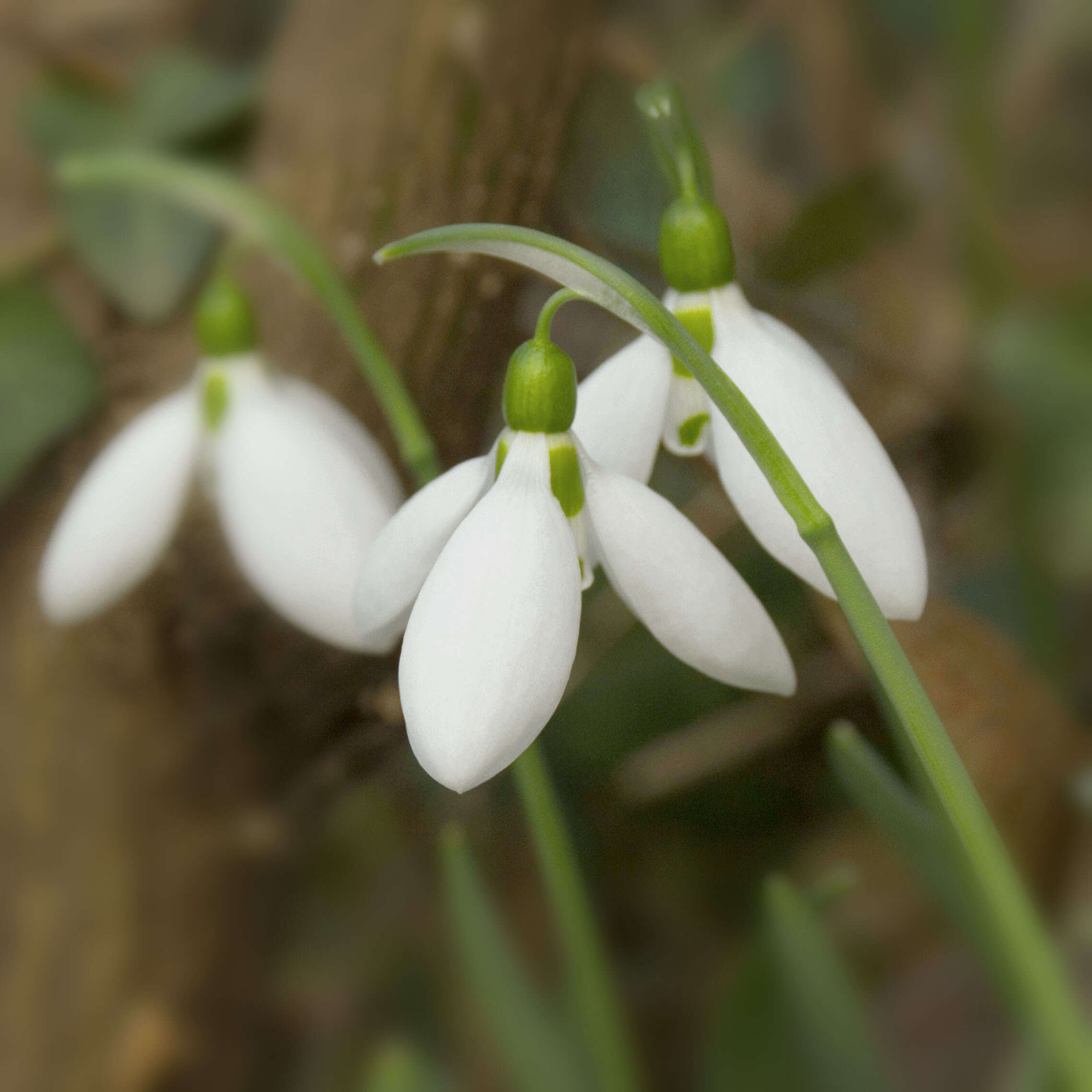 Image of giant snowdrop