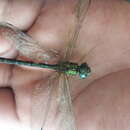 Image of Malachite Darner