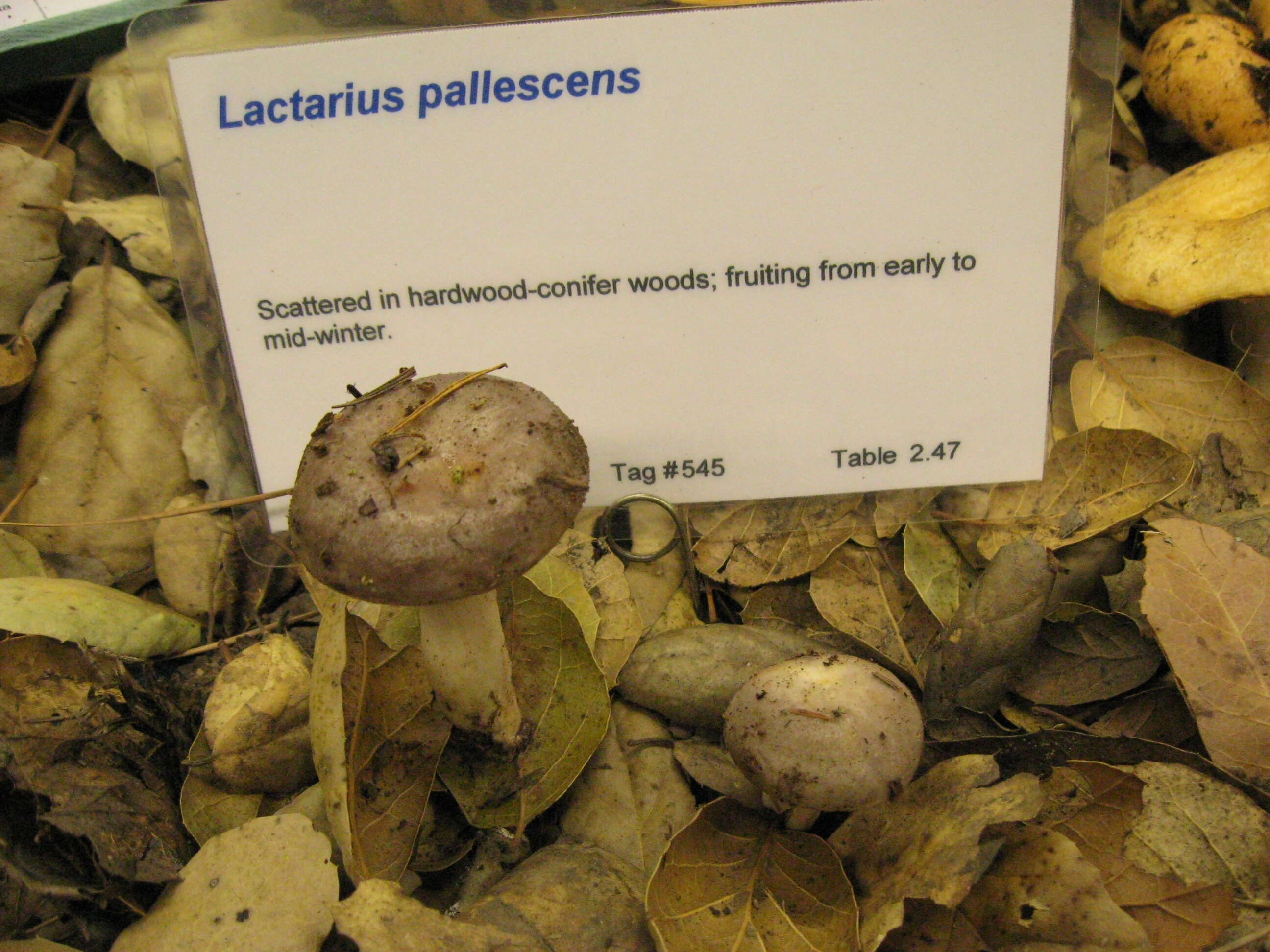 Image de Lactarius pallescens Hesler & A. H. Sm. 1979