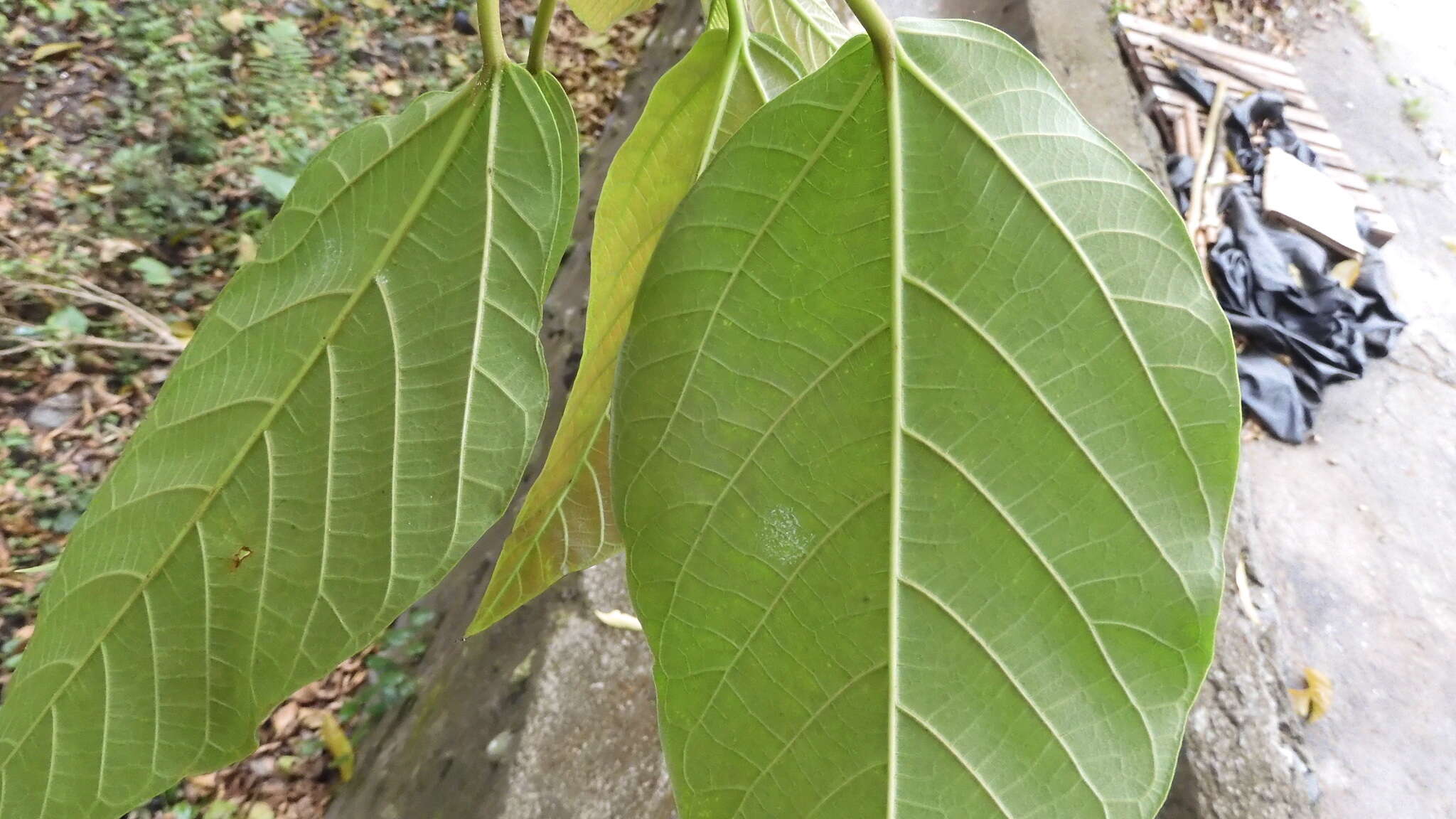 Image of Ficus variegata Bl.