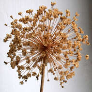 Image of Allium giganteum Regel