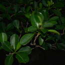 صورة Fagraea berteroana A. Gray ex Benth.