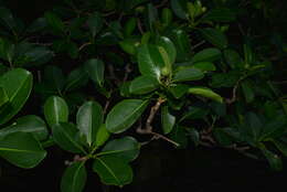 Image of Fagraea berteroana A. Gray ex Benth.