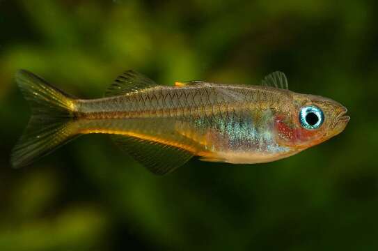 Image of Forktail Blue-eye