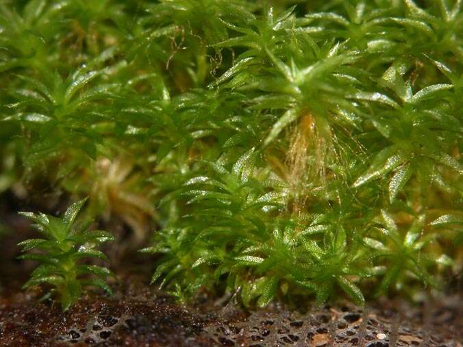 Image of physcomitrella moss