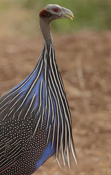 Image of guineafowls