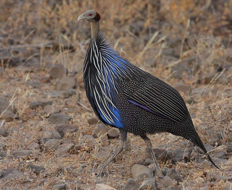 Image of guineafowls