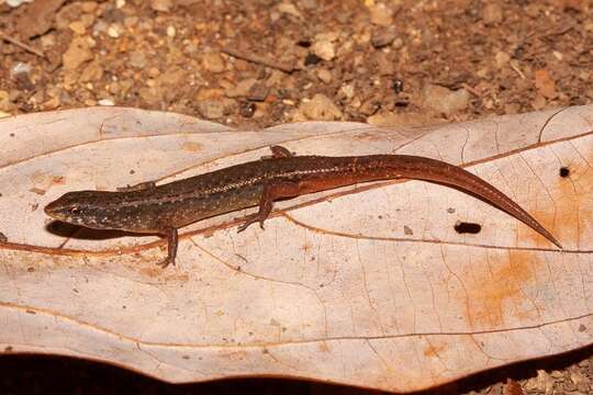 Image of Czechuras Litter-skink