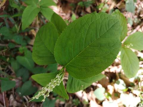 Image of Chloranthus serratus (Thunb.) Roem. & Schult.