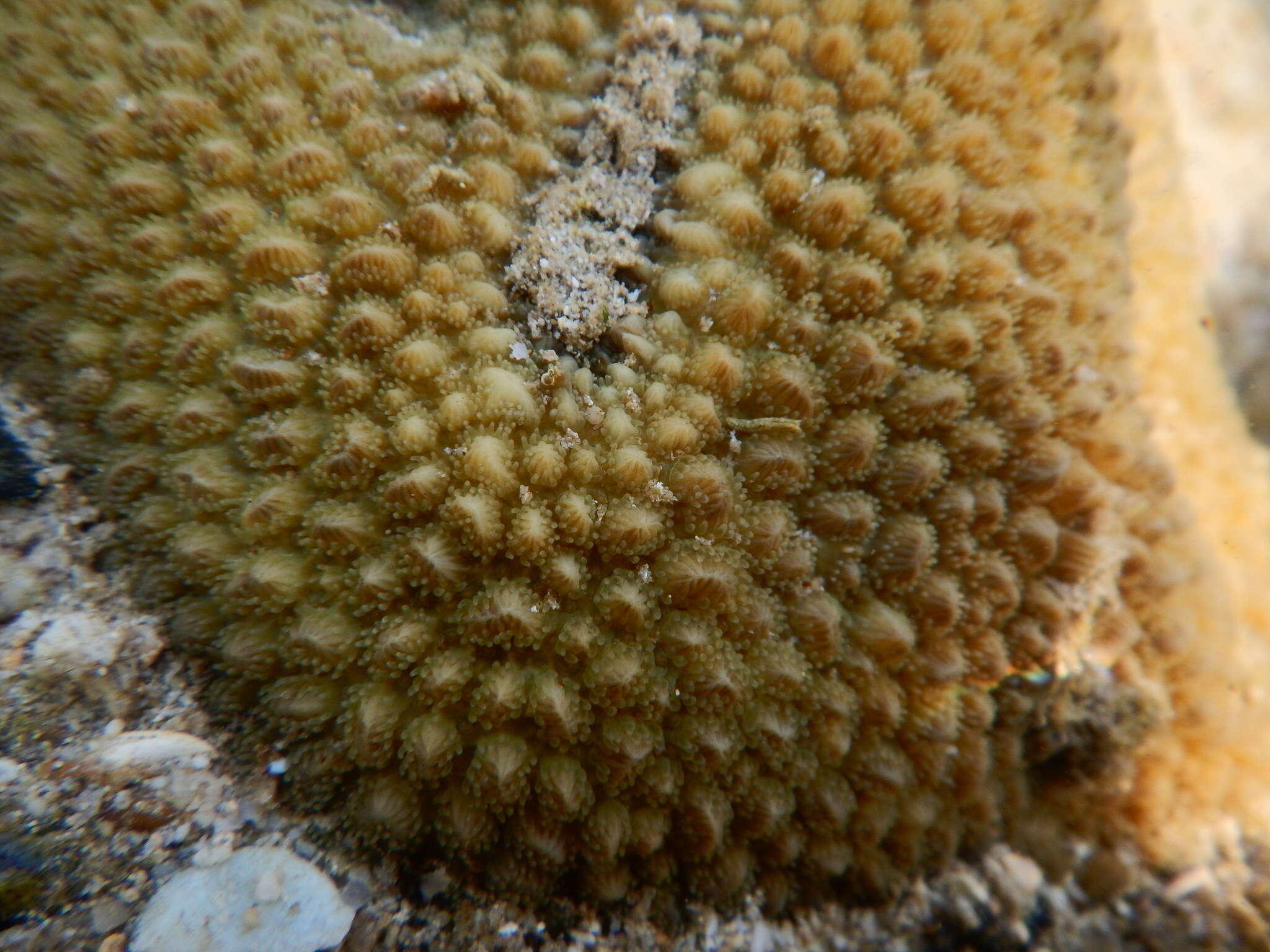 Image of spine coral
