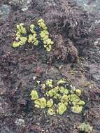 Image of Wahlenberg's catolechia lichen