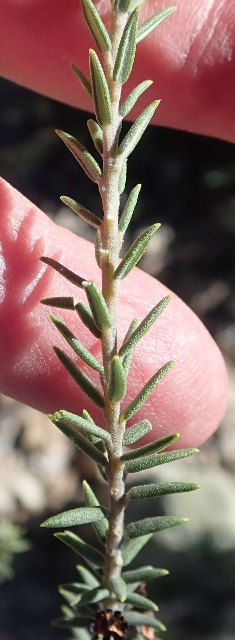 Image of Phylica axillaris var. pulchra Pillans