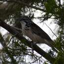 Image of Lanceolated Honeyeater