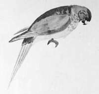 Image of Cyanoramphus Bonaparte 1854