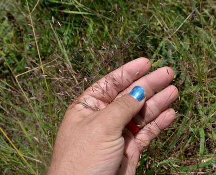 Imagem de Eragrostis spectabilis (Pursh) Steud.