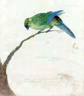 Image of Cyanoramphus Bonaparte 1854