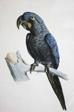 Image of Glaucous Macaw