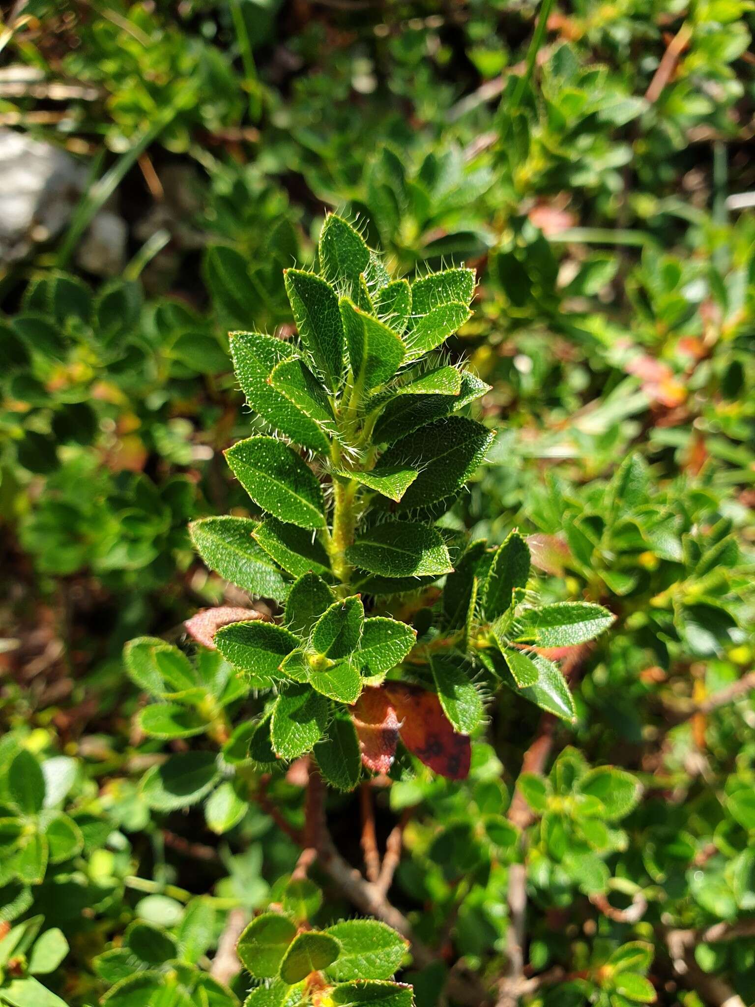 Image of Hairy Alpenrose