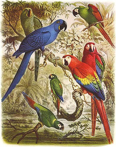 Image of Glaucous Macaw